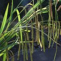 CAREX_PENDULA_3.jpg