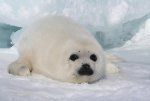 Harp Seal _ Cute Animal Interesting Facts _ Images _ The ___.jpg