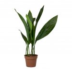 Aspidistra-Cast-Iron-Plant-Small_2000x.jpg