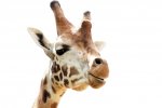 giraffe-1370108222tr7.jpg