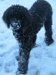dog in snow.png