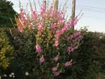 IMG_20200601_192742.jpg