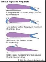 wing b.png