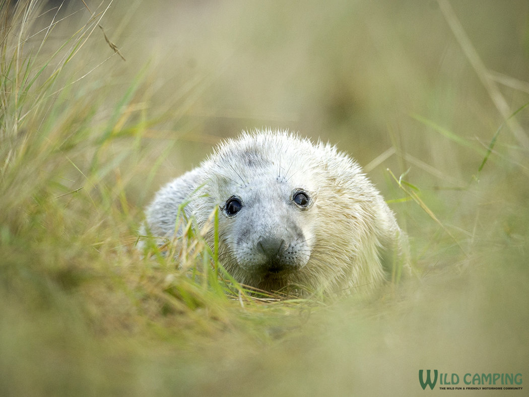 Hiding in the grass