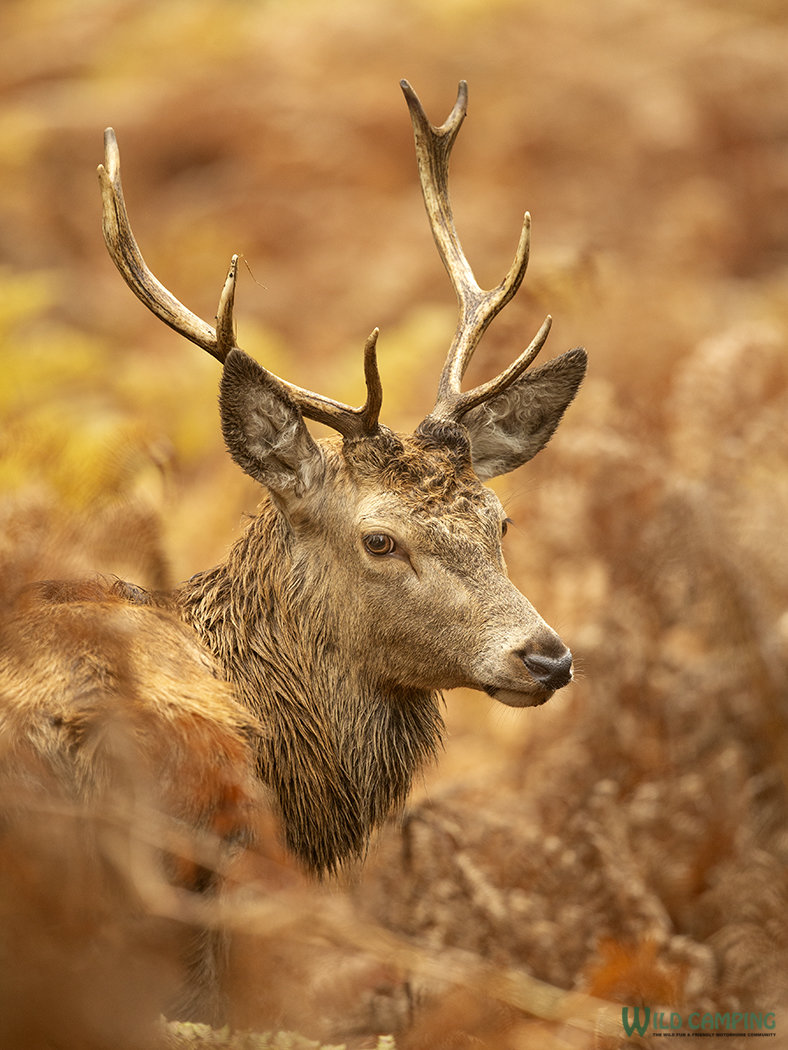 Red Deer In Autumn